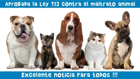 Ángel Osuna, adiestrador canino, " Hay que desterrar el maltrato animal" adiestramiento