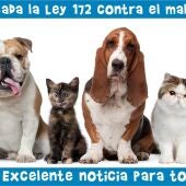 Ángel Osuna, adiestrador canino, " Hay que desterrar el maltrato animal" 