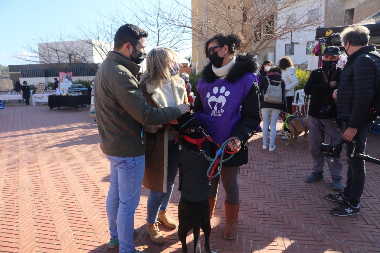 Alcora incide en la importancia de inscribir a las mascotas en el censo canino Alcora incide en la importancia de inscribir a las mascotas en el censo canino