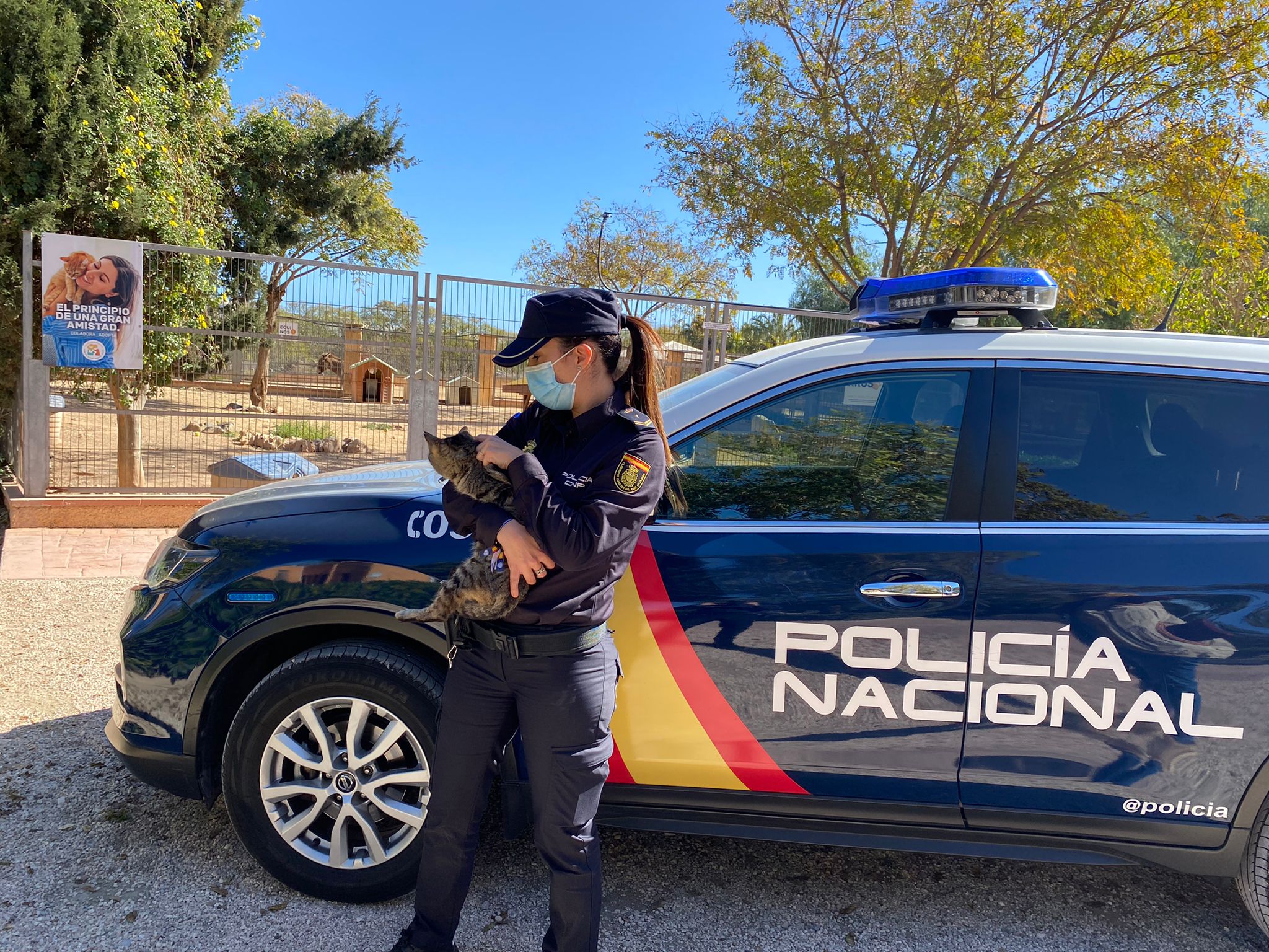 Detenido en Alicante por agredir a un gato doméstico que se había escapado de una casa Detenido en Alicante por agredir a un gato doméstico que se había escapado de una casa