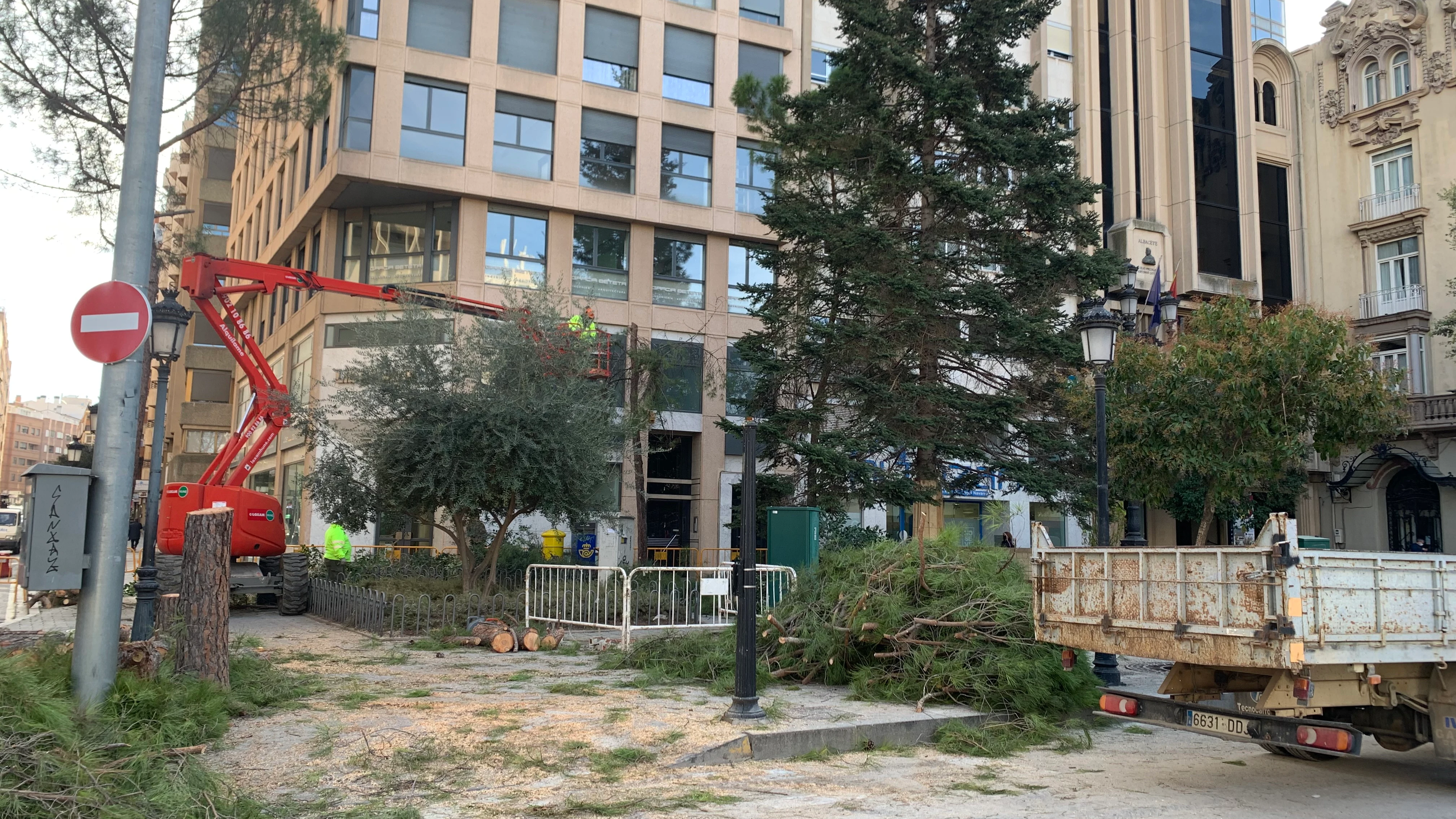 Corte de &aacute;rboles en la Plaza del Altozano
