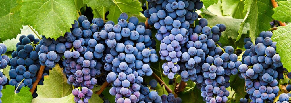 La D.O. Almansa se alía con otra cinco denominaciones de origen para promocionar la variedad Monastrell La D.O. Almansa se alía con otra cinco denominaciones de origen para promocionar la variedad Monastrell