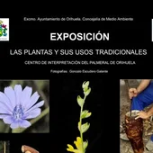 El Centro de Interpretación del Palmeral acoge una exposición sobre las plantas y sus usos tradicionales El Centro de Interpretación del Palmeral acoge una exposición sobre las plantas y sus usos tradicionales