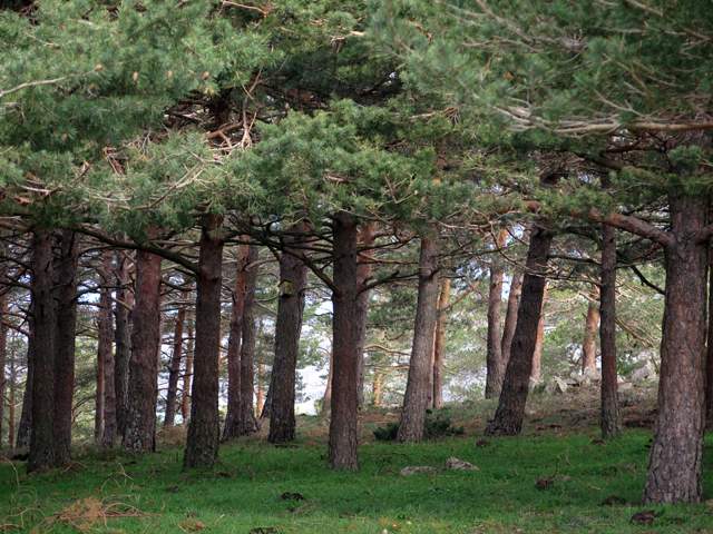 51% de la comunidad es terreno forestal 51% de la comunidad es terreno forestal