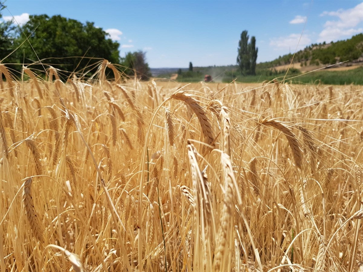 Asaja de Cuenca advierte de las graves consecuencias de la guerra en Ucrania para el campo Asaja de Cuenca advierte de las graves consecuencias de la guerra en Ucrania para el campo