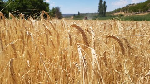 Campo de cereal