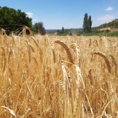 Campo de cereal