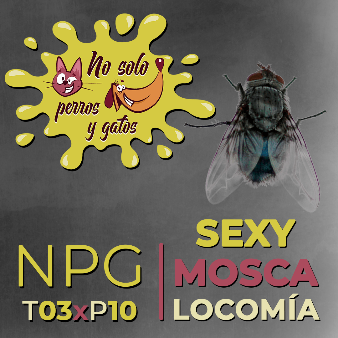 No Solo Perros y Gatos T03xE10: Sexy, mosca, Locomía No Solo Perros y Gatos T03xE10: Sexy, mosca, Locomía