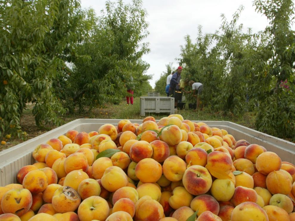 Las exportaciones albaceteñas se reducirán en torno a un 20% debido a las diferentes crisis Las exportaciones albaceteñas se reducirán en torno a un 20% debido a las diferentes crisis
