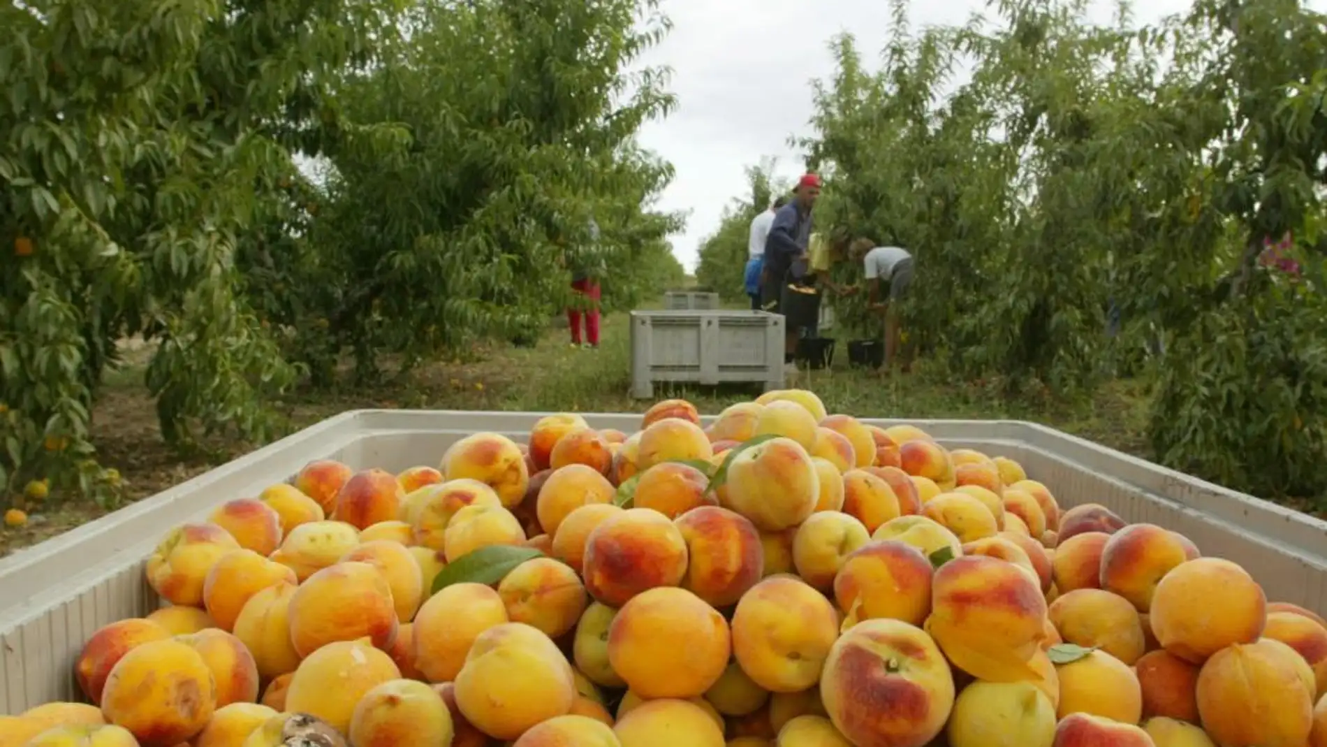 El veto ruso de 2014 ya afectó a las exportaciones de fruta de hueso