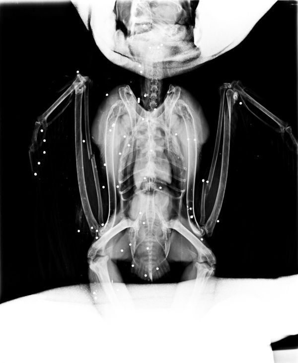 Aves protegidas abatidas por cazadores en la Comunidad de Madrid Aves protegidas abatidas por cazadores en la Comunidad de Madrid