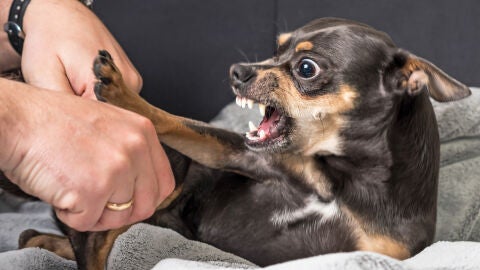 adiestramiento canino