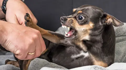 Perro pequeño adiestramiento canino