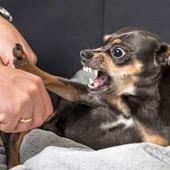 Perro pequeño Perro pequeño