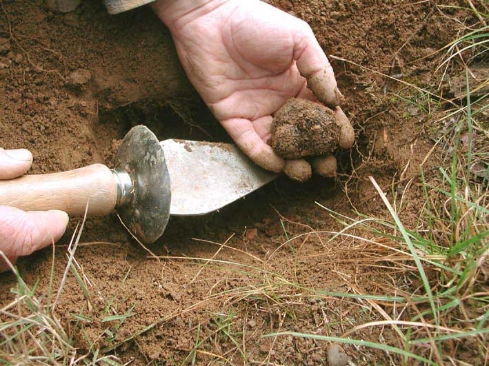 Los truficultores esperan una buena cosecha Los truficultores esperan una buena cosecha