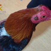 La Guardia Civil desmantela en Alquerías un tentadero ilegal de peleas de gallos con 80 personas reunidas