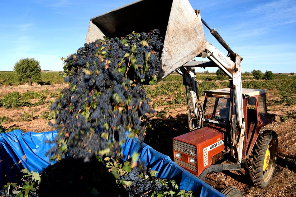 El Consejo Regulador DO La Mancha califica como EXCELENTE la añada 2021 El Consejo Regulador DO La Mancha califica como EXCELENTE la añada 2021