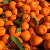 LA UNIÓ de Llauradors  pide el cierre de las importaciones de frutas y hortalizas procedentes de Turquía