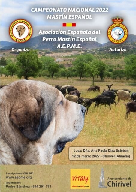 Chirivel, sede por octava vez del Campeonato Nacional de Mastín Español Chirivel, sede por octava vez del Campeonato Nacional de Mastín Español