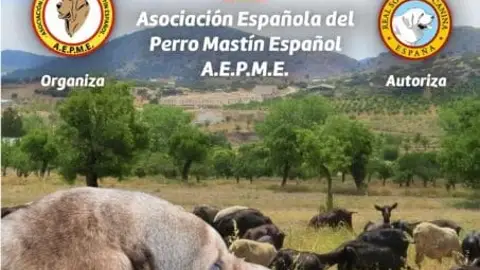 Mastín Español Almería Mastín Español Almería