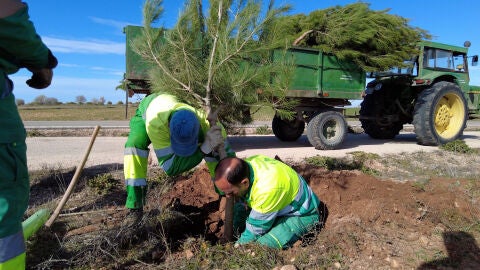 Plantaci&oacute;n en San Isidro Criptana