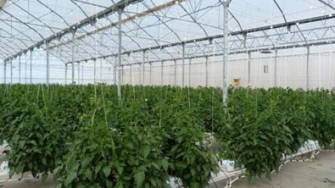 Noticia Agr&iacute;cola El Ejido