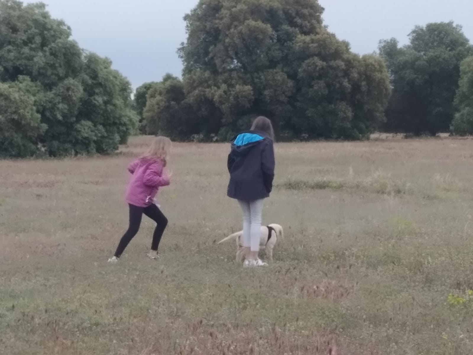 Los perros podrán entrar en los parques Los perros podrán entrar en los parques