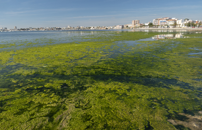El TSJ ordena a la Comunidad que exija responsabilidad medioambiental a explotaciones agrícolas por vertidos al Mar Menor El TSJ ordena a la Comunidad que exija responsabilidad medioambiental a explotaciones agrícolas por vertidos al Mar Menor