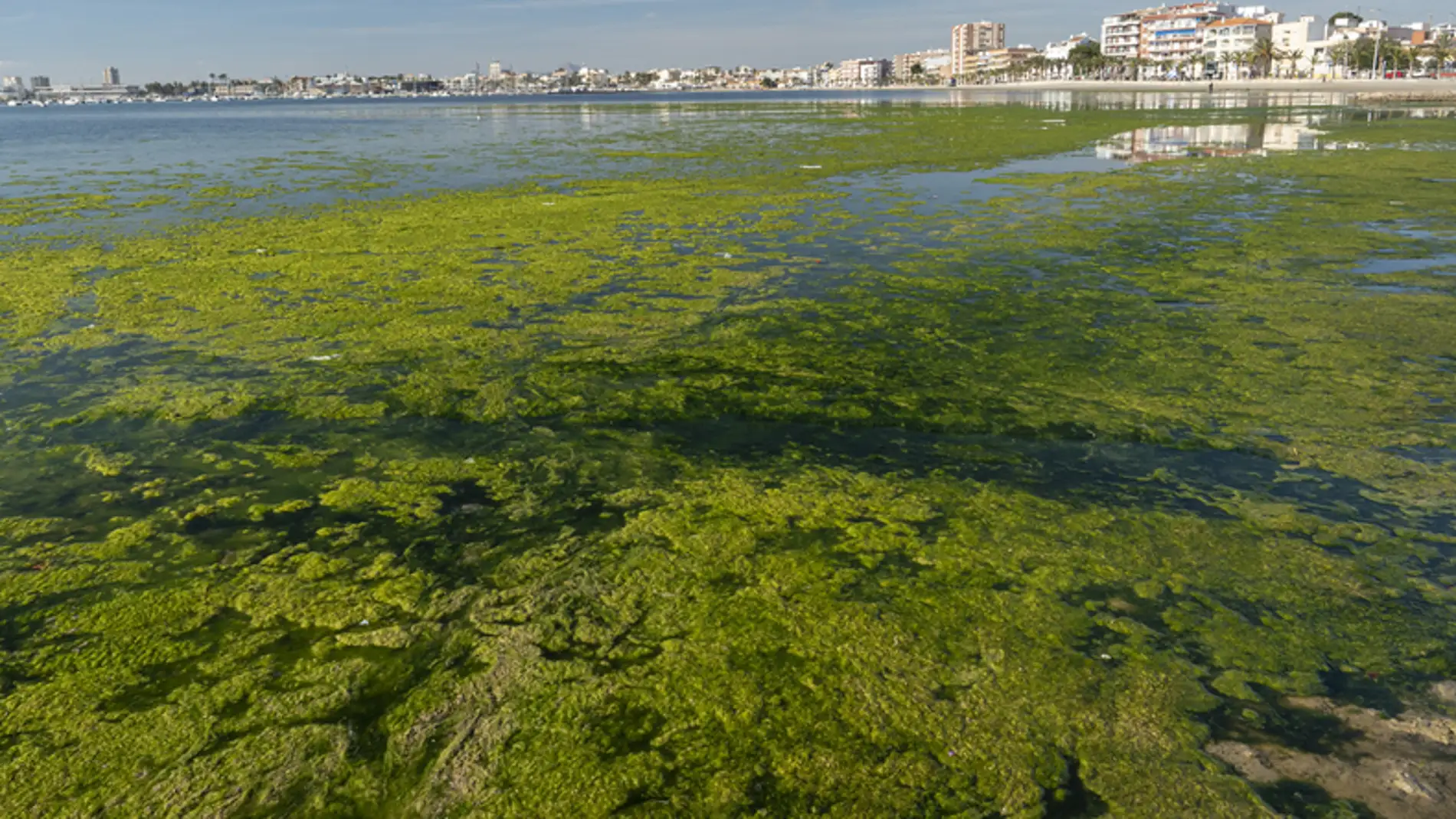 El TSJ obliga a la Comunidad a exigir responsabilidad medioambiental a explotaciones agrícolas por vertidos al Mar Menor