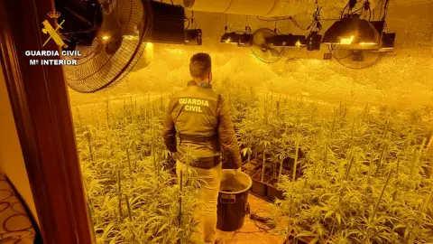 Los agentes encontraron ocho plantaciones con más de 3.500 plantas de marihuana Los agentes encontraron ocho plantaciones con más de 3.500 plantas de marihuana