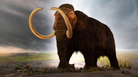 Mamut