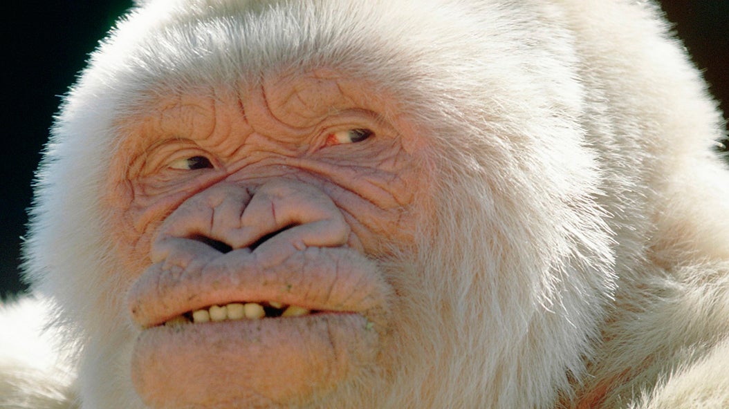Colau descarta una estatua de homenaje a Copito de Nieve por ser "resultado del colonialismo" Colau descarta una estatua de homenaje a Copito de Nieve por ser "resultado del colonialismo"