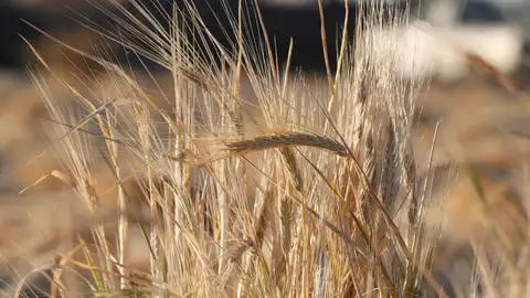 Un campo de trigo, en una fotografía de archivo. Un campo de trigo, en una fotografía de archivo. / efe