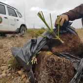  Detectan 45 bolsas con restos de plantas de marihuana en el Paisaje de la Desembocadura del río Mijares