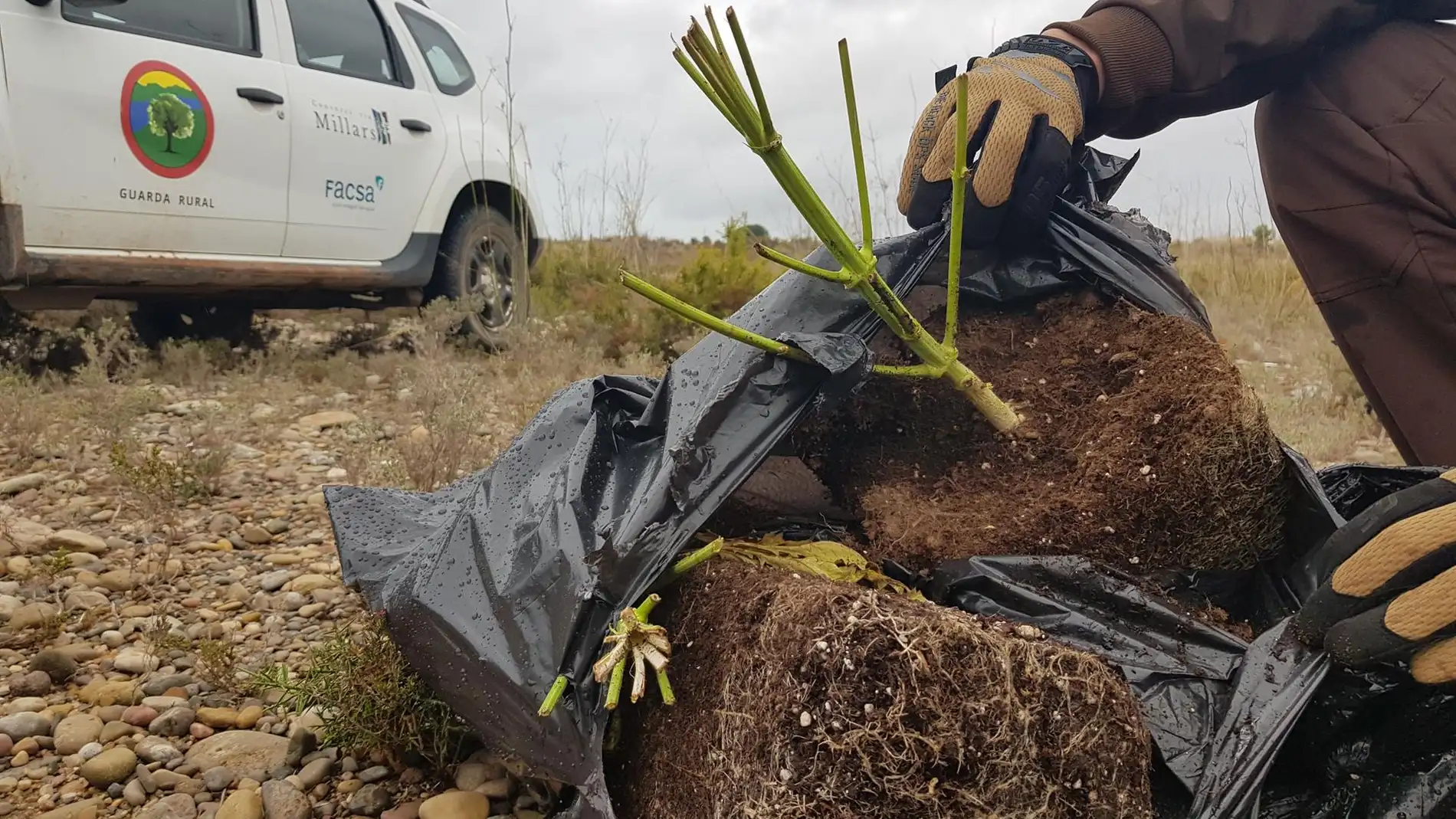  Detectan 45 bolsas con restos de plantas de marihuana en el Paisaje de la Desembocadura del río Mijares