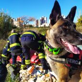 Dolor entre los bomberos de Alicante por la pérdida de "Piba"