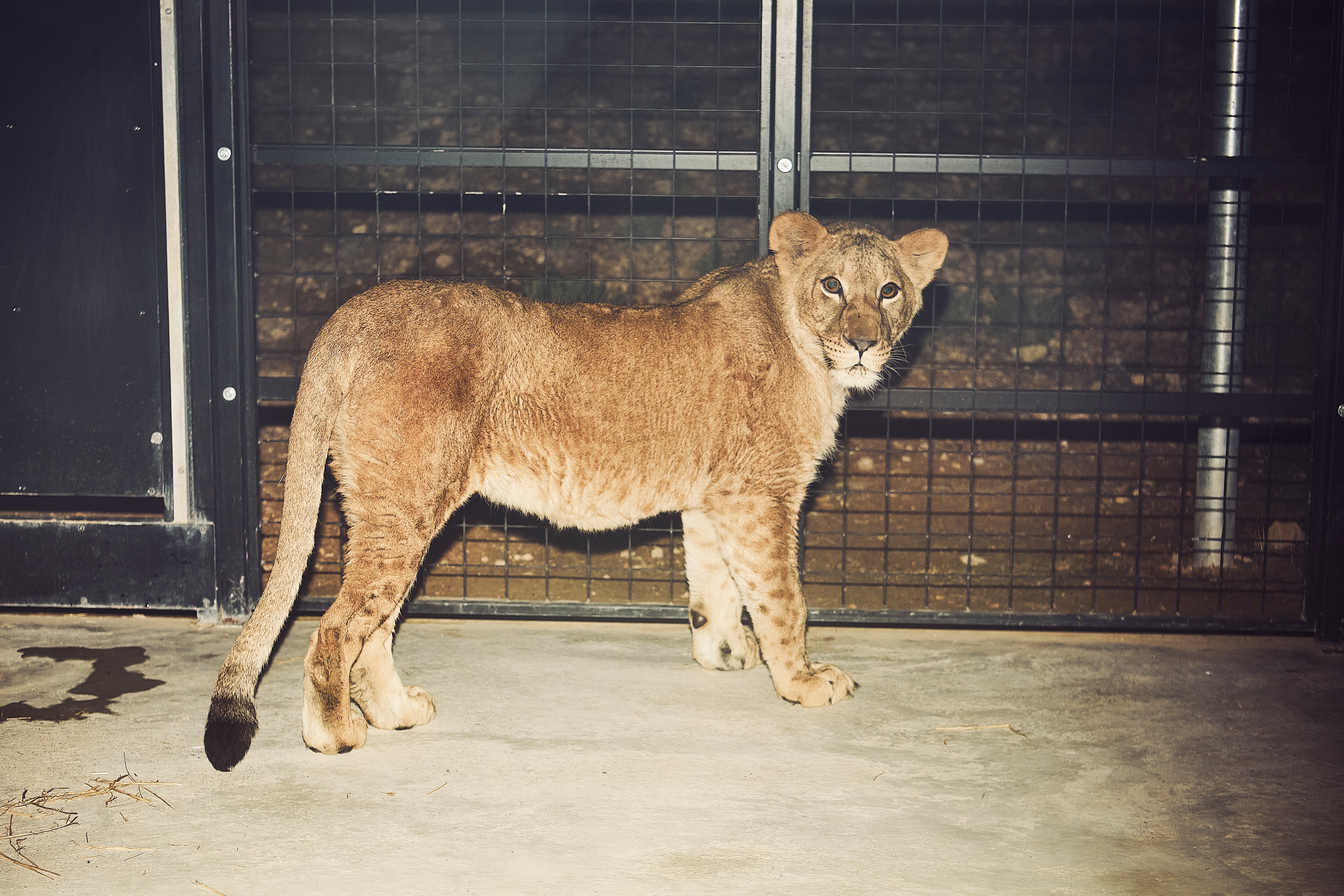 Llegan a Alicante cuatro leones y un perro africano rescatados de Ucrania Llegan a Alicante cuatro leones y un perro africano rescatados de Ucrania