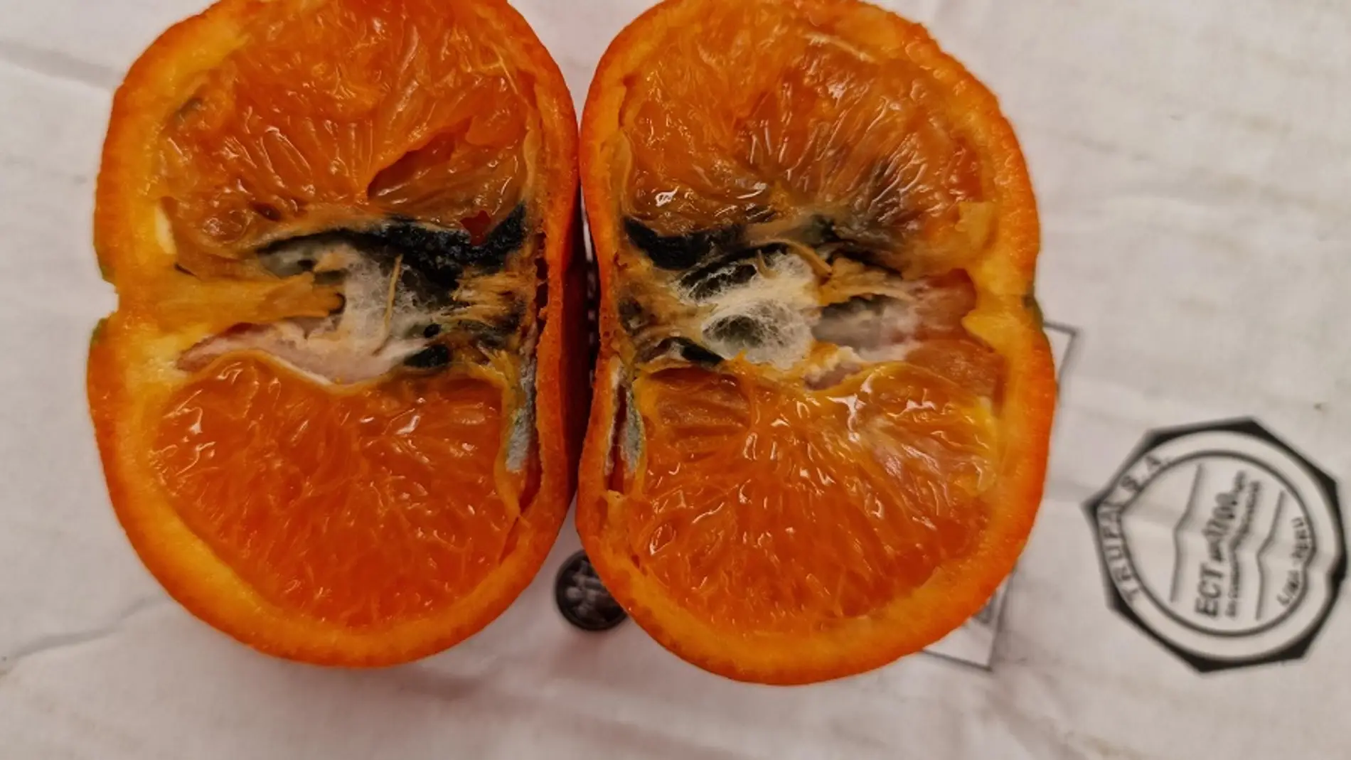 LA UNIÓ insiste con el tratamiento en frio para las mandarinas
