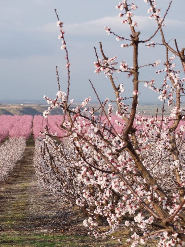 La floración en el Valle del Cinca, un espectáculo para la vista La floración en el Valle del Cinca, un espectáculo para la vista