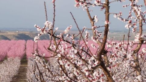 Floración en Fraga