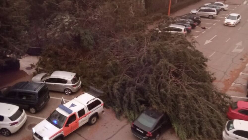 Árbol caído sobre varios vehículos en Fuente del Oro