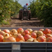 Abierto periodo de inscripciones para los agricultores de la Vega Baja Abierto periodo de inscripciones para los agricultores de la Vega Baja