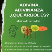 Este Domingo descubre el patrimonio arbóreo oriolano con FauNatura Este Domingo descubre el patrimonio arbóreo oriolano con FauNatura
