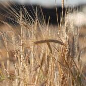 Imagen de archivo de un campo de trigo.
