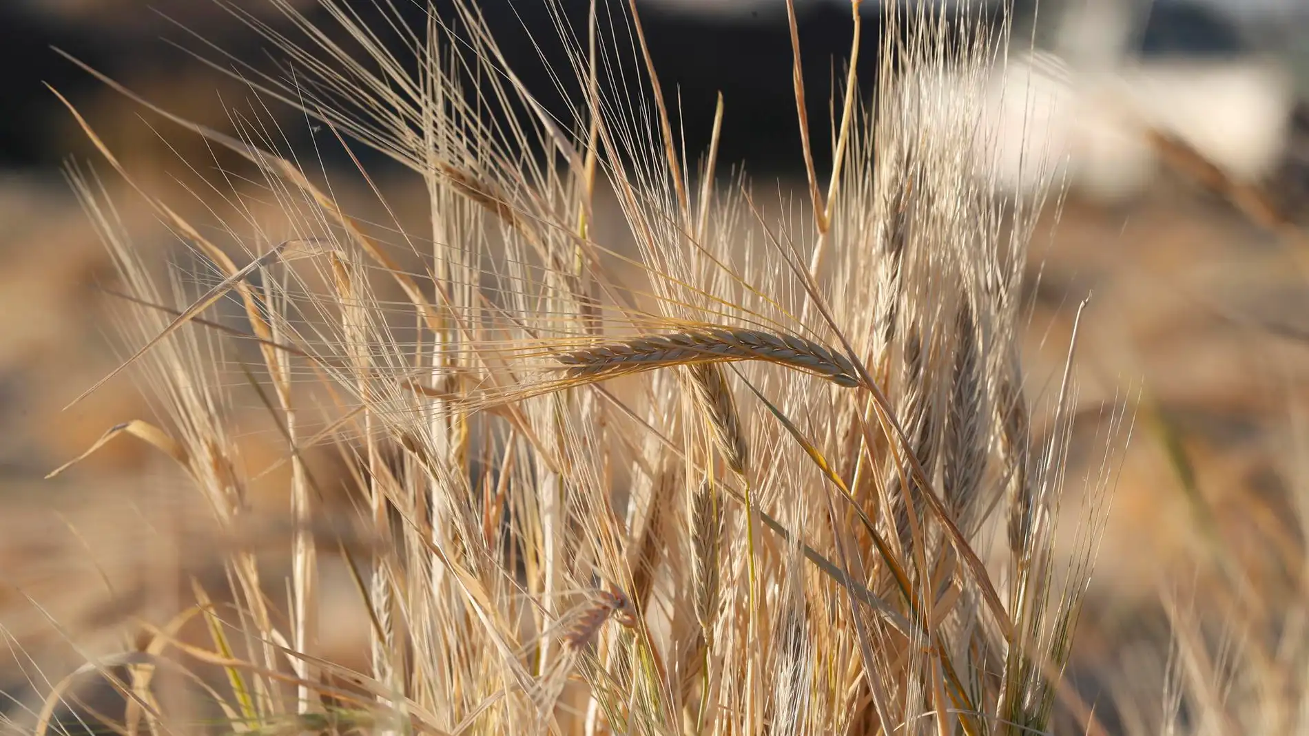 Imagen de archivo de un campo de trigo. / Efe