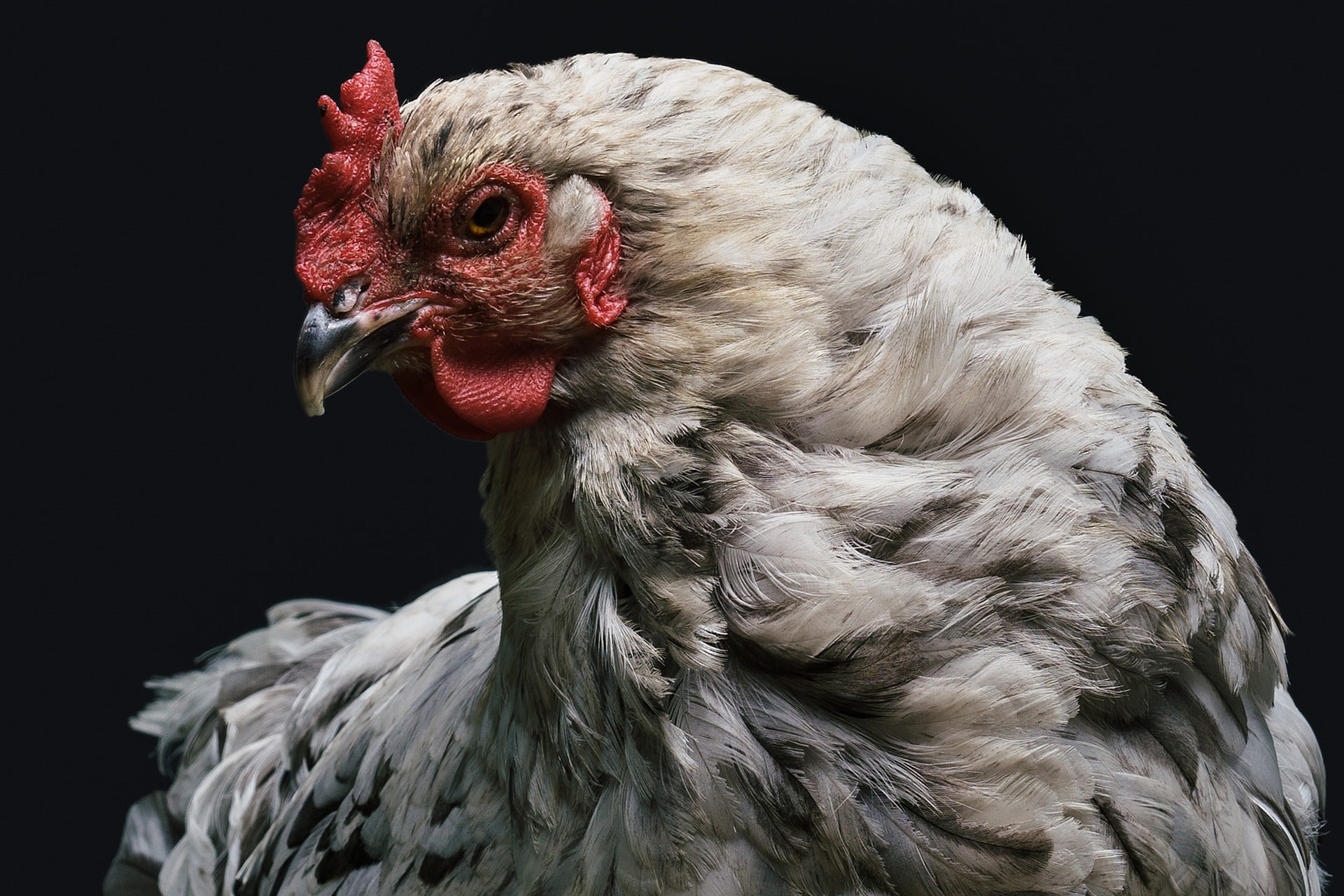 Un hombre es condenado a un año de prisión por abusar de una gallina Un hombre es condenado a un año de prisión por abusar de una gallina