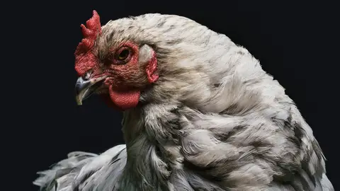Un hombre es condenado a un año de prisión por abusar de una gallina Un hombre es condenado a un año de prisión por abusar de una gallina