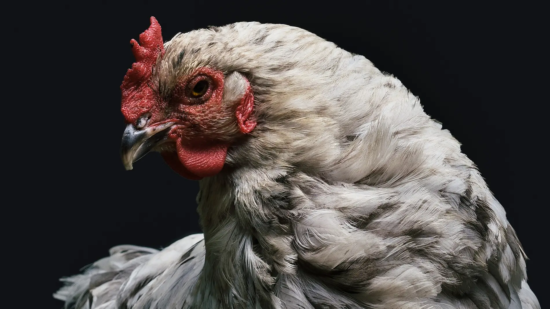 Un hombre es condenado a un año de prisión por abusar de una gallina