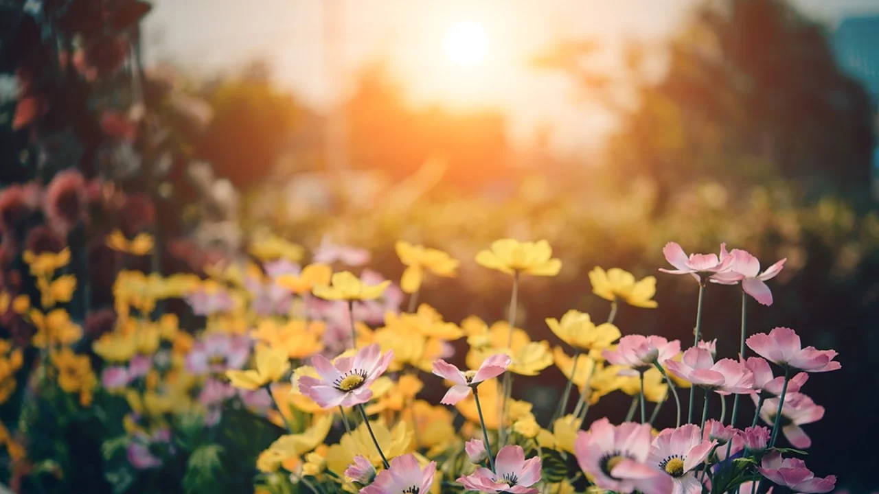 Primavera