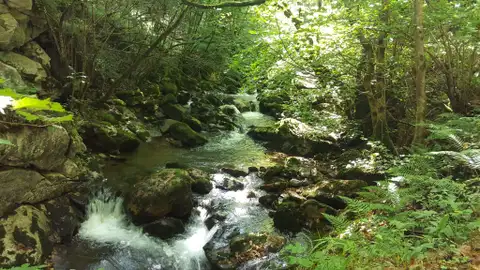 Bosque Bosque